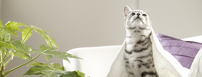 Whiskas® Adult bien-vivre-avec-votre-chat-de-1-an-et-plus