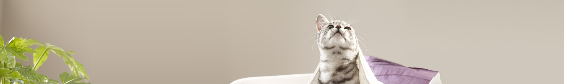Whiskas® Adult bien-vivre-avec-votre-chat-de-1-an-et-plus