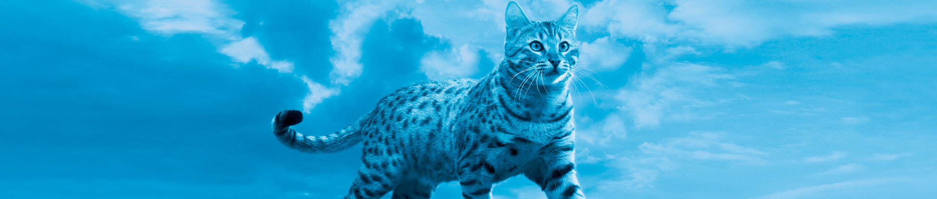 Whiskas® Adult prendre-soin-de-votre-chat-de-1-an-et-plus