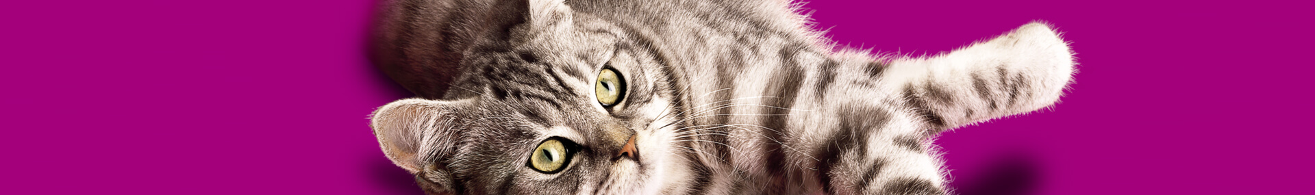 Whiskas® Adult bien-nourrir-votre-chat-de-1-an-et-plus