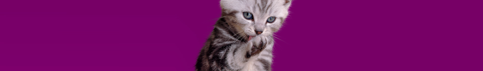 Whiskas® Kitten bien-nourrir-votre-chaton