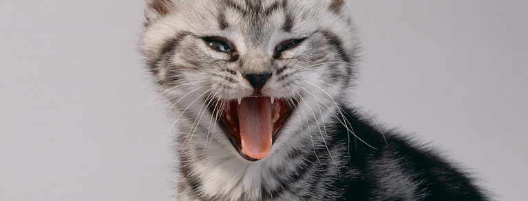 Whiskas® Kitten bien-vivre-avec-son-chaton