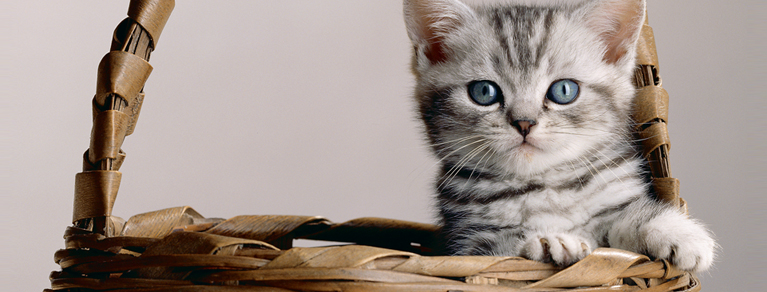 Whiskas® Kitten prendre-soin-de-votre-chaton