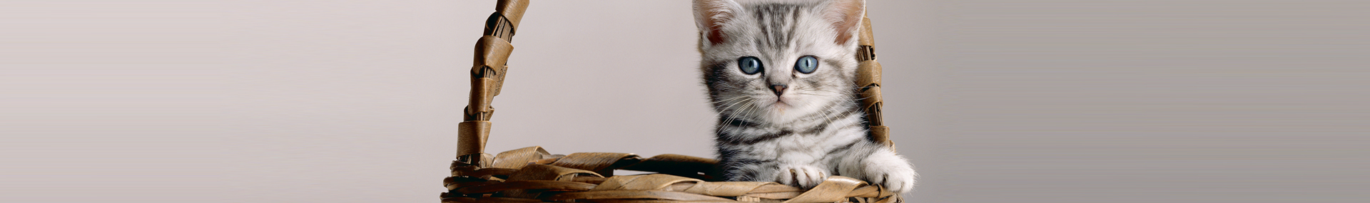Whiskas® Kitten prendre-soin-de-votre-chaton