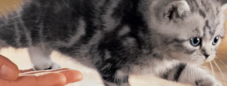 Whiskas® Kitten adopter-un-chaton