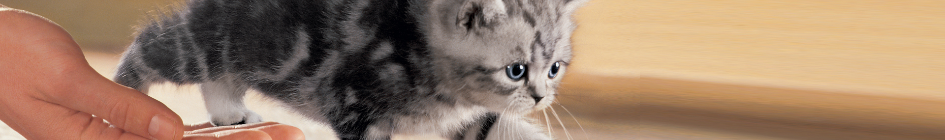 Whiskas® Kitten adopter-un-chaton