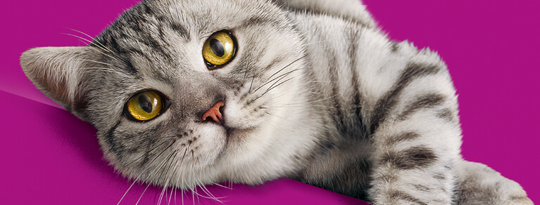 Whiskas® Senior prendre-soin-de-votre-chat-de-7-ans-et-plus