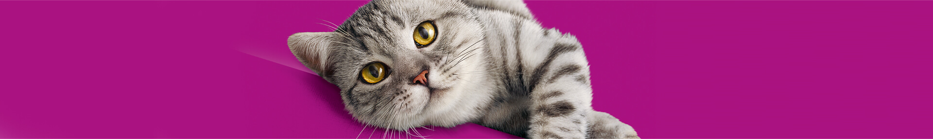 Whiskas® Senior prendre-soin-de-votre-chat-de-7-ans-et-plus