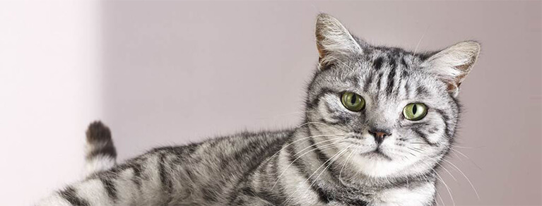 Whiskas® Senior bien-nourrir-votre-chat-de-7-ans-et-plus