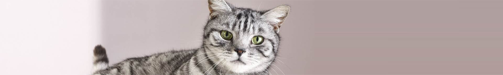 Whiskas® Senior bien-nourrir-votre-chat-de-7-ans-et-plus