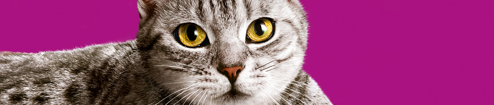 Whiskas® Chats 1 ans et plus