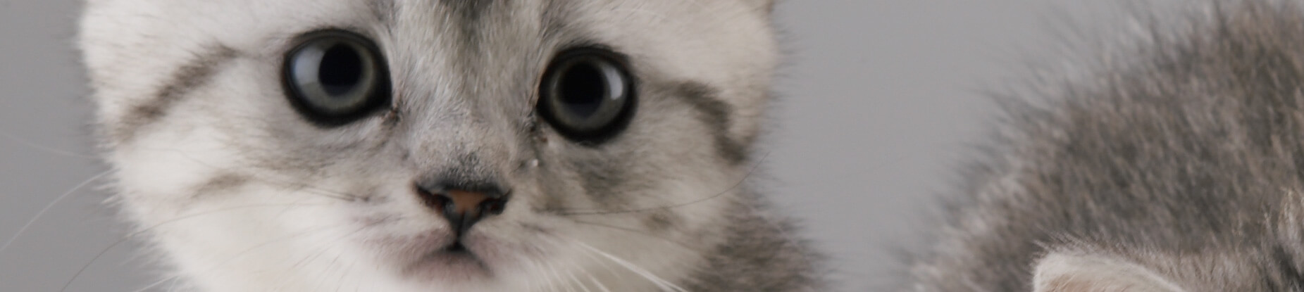 Whiskas® Chaton