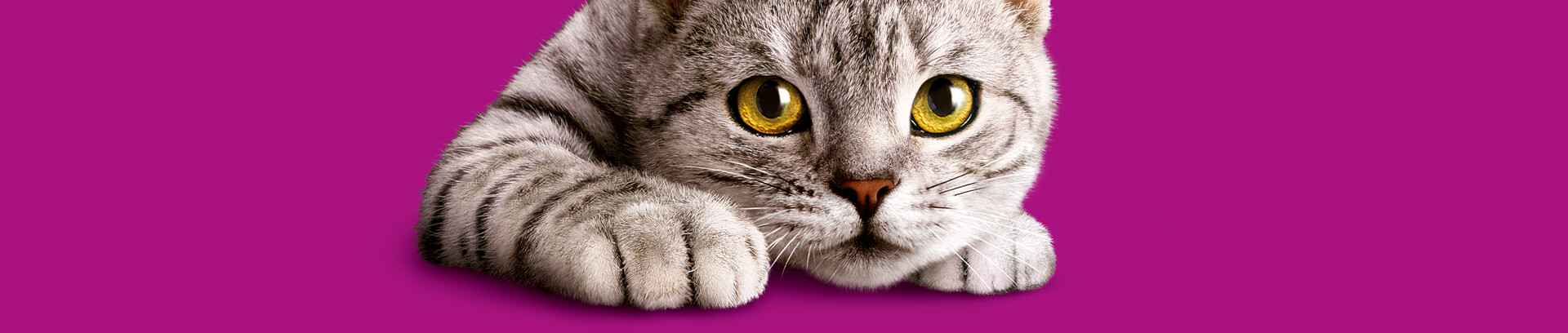 Whiskas® Chats 7 ans et +
