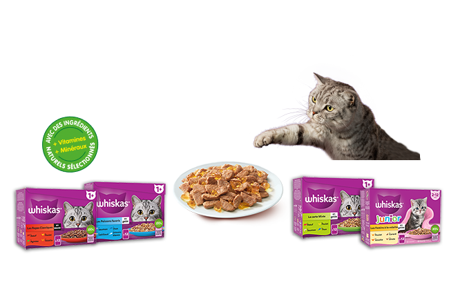 Feeding Brighter Futures