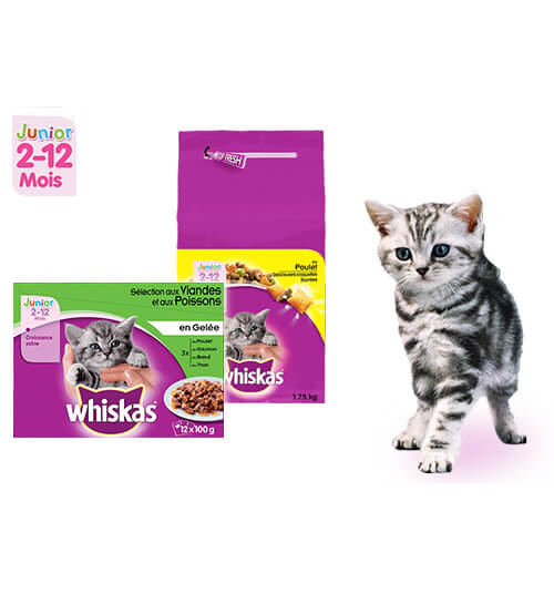 Chaton 2 – 12 mois