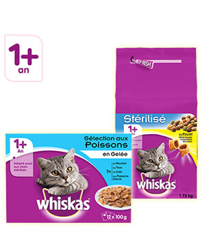 Chat 1an et +