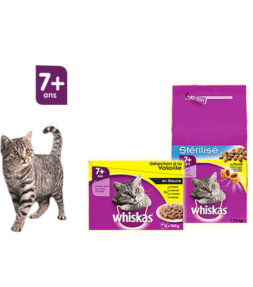 Chat 7 ans et +