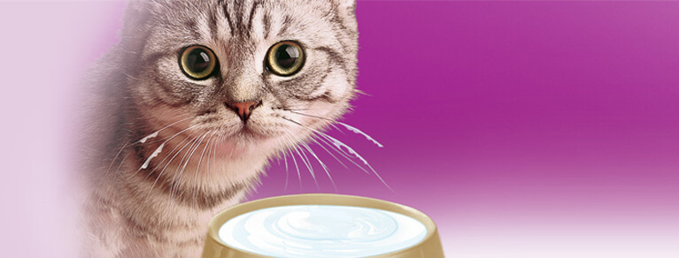 Whiskas® Chats 1 ans et plus