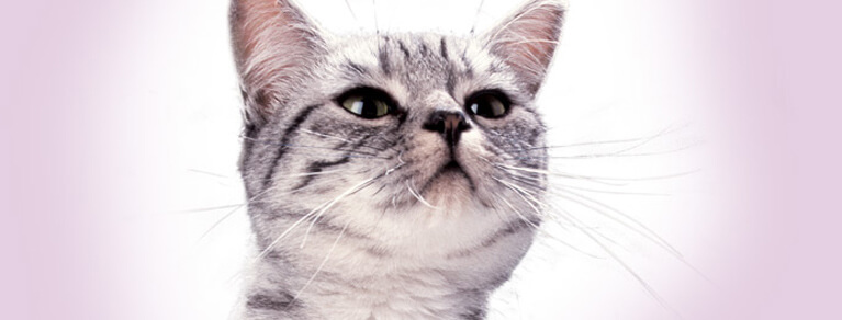 Whiskas® Kitten APPRENTISSAGE, EDUCATION & JEUX