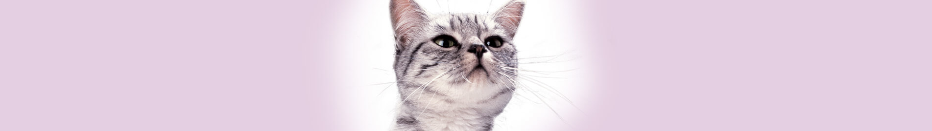 Whiskas® Kitten APPRENTISSAGE, EDUCATION & JEUX