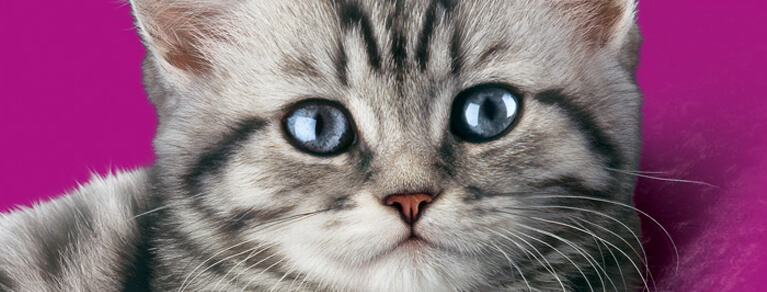 Whiskas® Chats 1 ans et plus