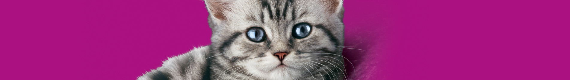 Whiskas® Chats 1 ans et plus