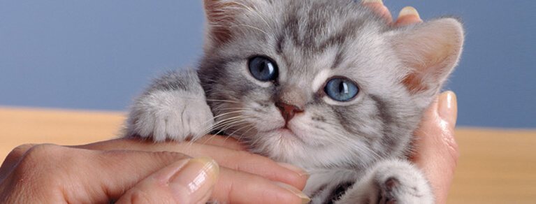 Whiskas® Chats 1 ans et plus