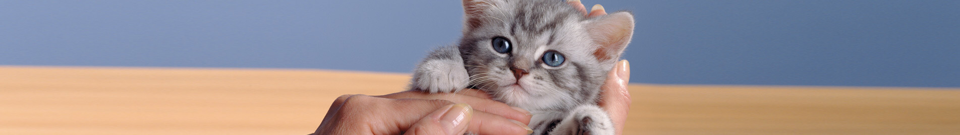 Whiskas® Chats 1 ans et plus