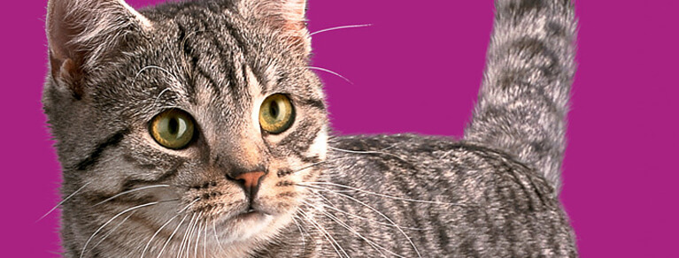 Whiskas® Chats 1 ans et plus