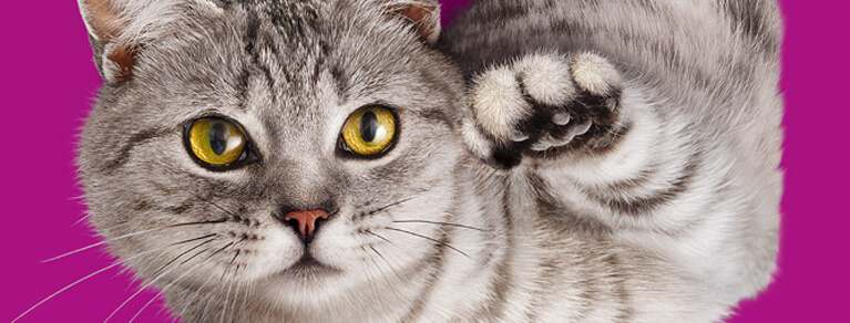 Whiskas® Chats 1 ans et plus
