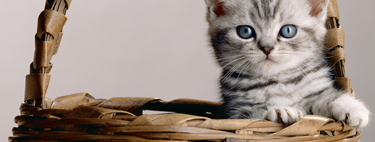 Whiskas® Chats 1 ans et plus