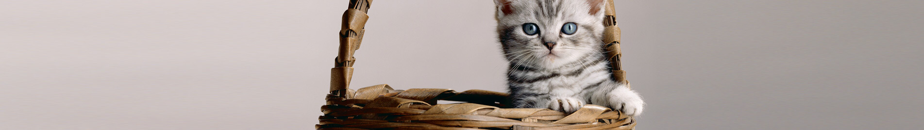 Whiskas® Chats 1 ans et plus